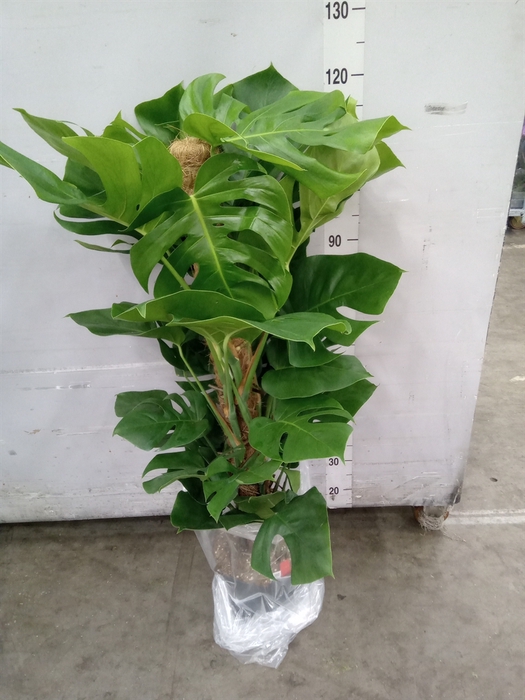 <h4>Monstera pertusum</h4>