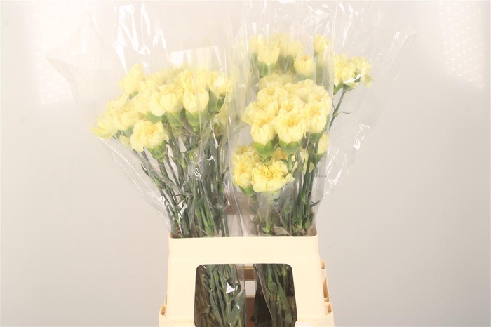 <h4>Di St Minami Lemon</h4>