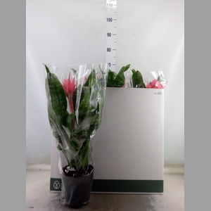 Aechmea fasciata 'Primera'
