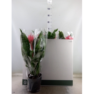 Aechmea fasciata 'Primera'