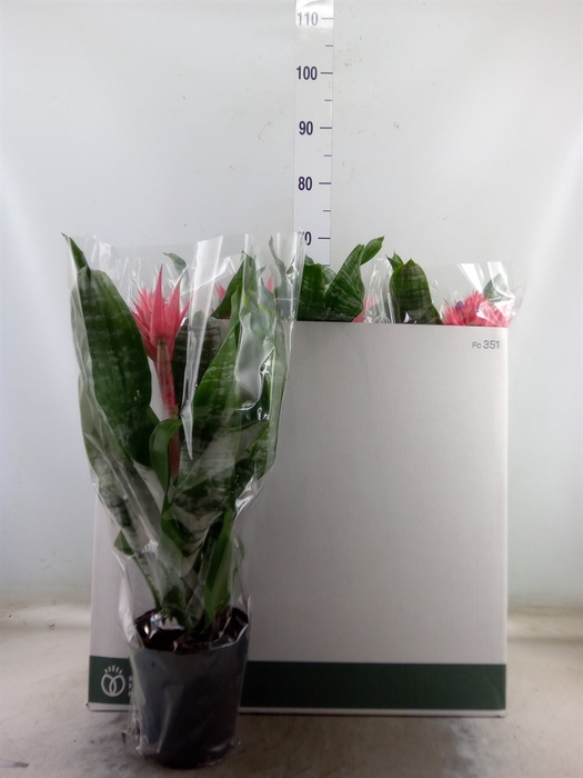 <h4>Aechmea fasciata 'Primera'</h4>