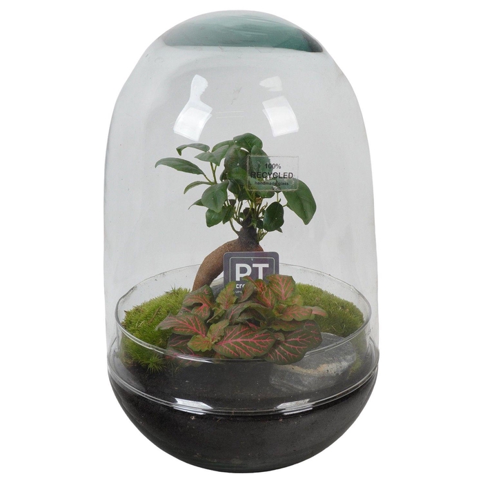 <h4>PTGIG2163 Arrangement Greens in glass in glazen ei</h4>