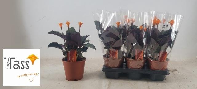 <h4>CALAT CROCATA</h4>