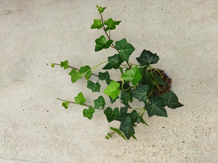 <h4>HEDERA HIBERNICA P11 HESTOR</h4>