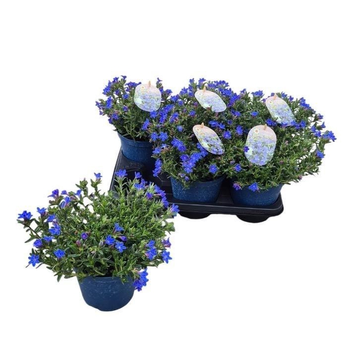 <h4>GLANDO DIF HEAVEN BL</h4>