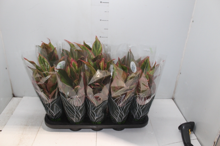 <h4>AGLAONEMA VARIADA P12</h4>