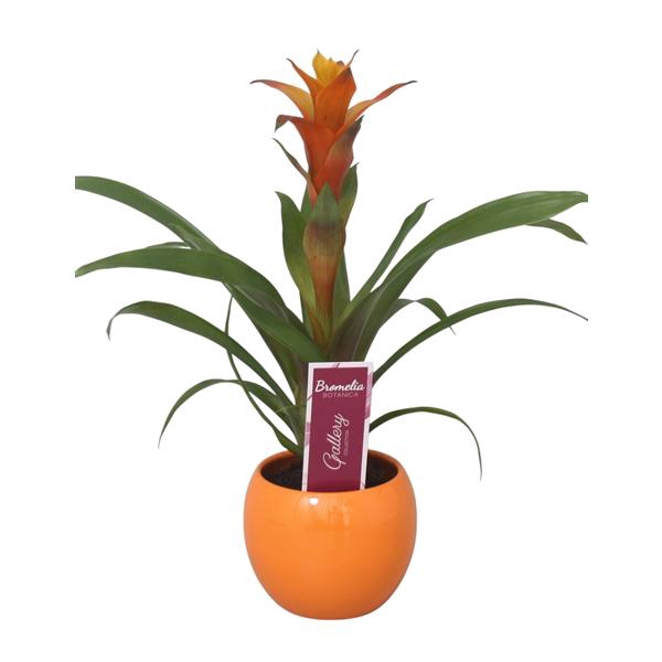 <h4>Guzmania Variada in oranje bolpot</h4>