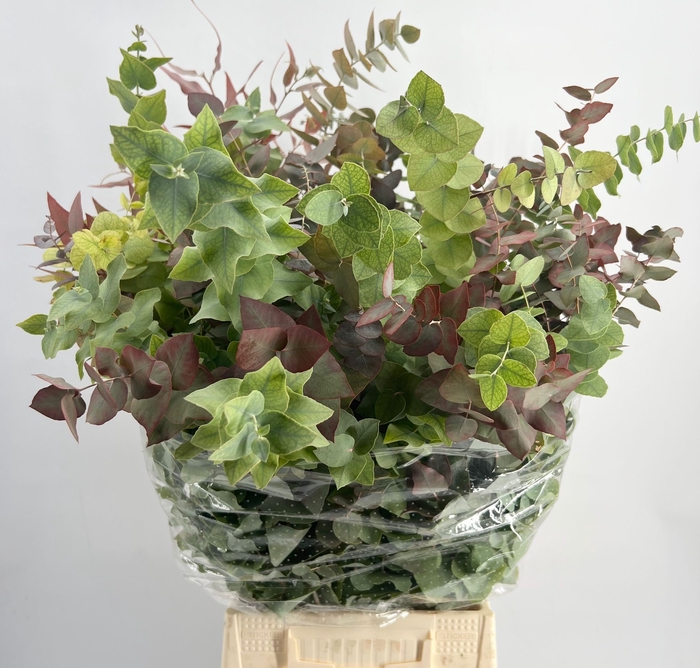 <h4>Euc Stuartiana Autunno Xxl 100cm</h4>