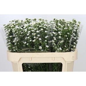 Aster Paquita