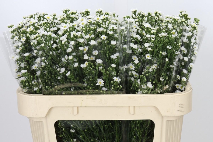 <h4>Aster Paquita</h4>