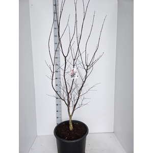 Acer palmatum Red Emperor