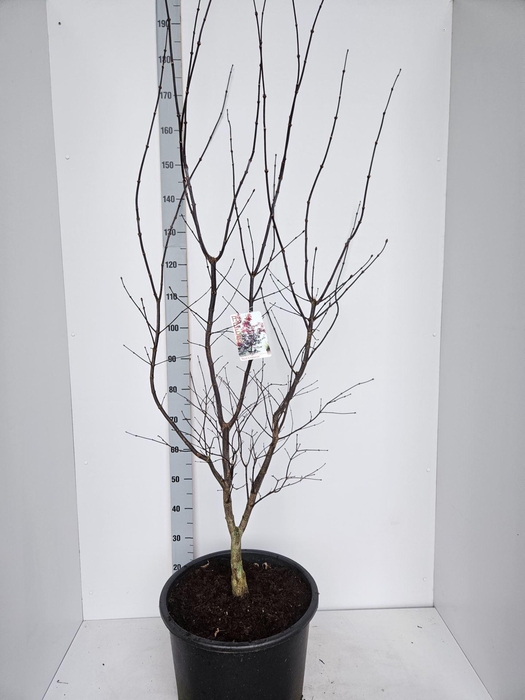 <h4>Acer palmatum Red Emperor</h4>