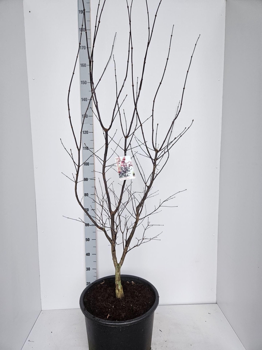 Acer palmatum Red Emperor