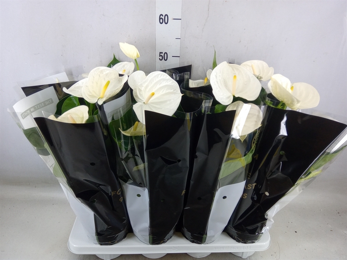 <h4>Anthurium andr. 'Alpine'</h4>