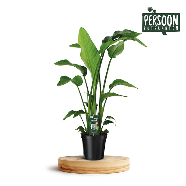 <h4>Strelitzia Nicolai 19 3 STEKKEN!</h4>