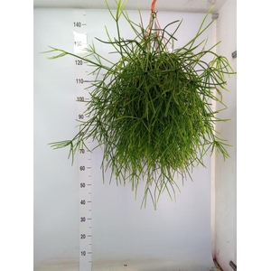 Rhipsalis   ...