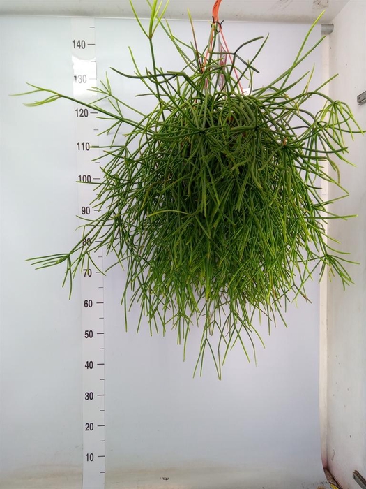 <h4>Rhipsalis   ...</h4>