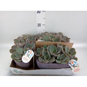Echeveria  'Perle von Nurnberg'
