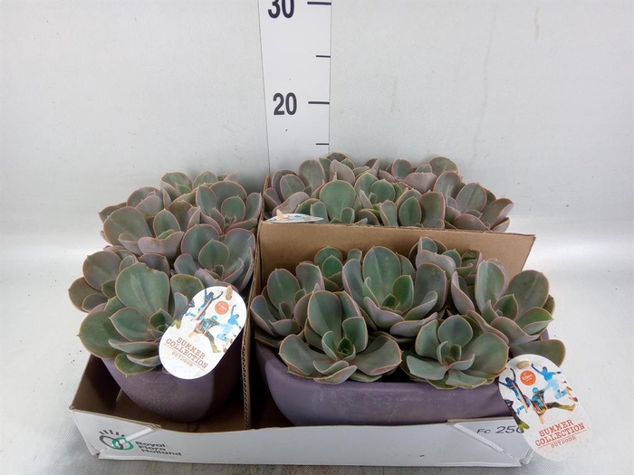 <h4>Echeveria  'Perle von Nurnberg'</h4>