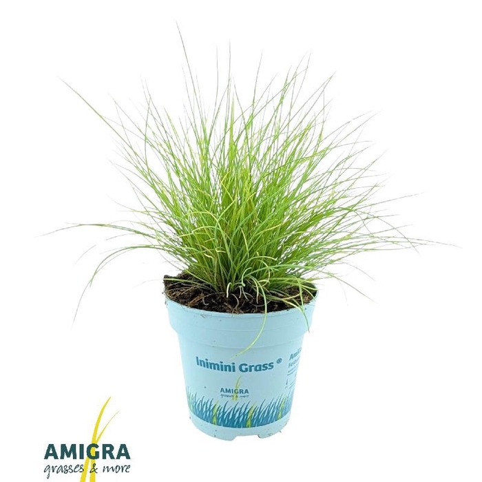 <h4>Festuca glauca AmiGold® 2012</h4>
