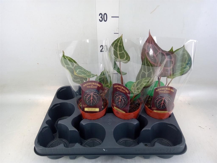 <h4>Anthurium   ...</h4>