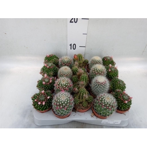 Cactus   ...flowering mix