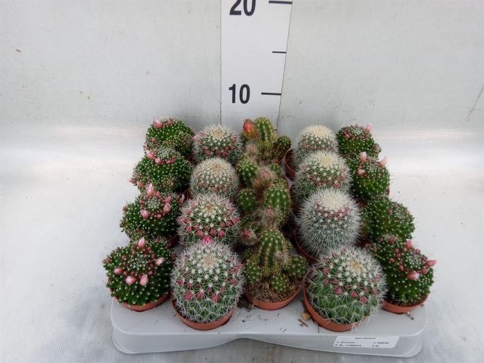 <h4>Cactus   ...flowering mix</h4>