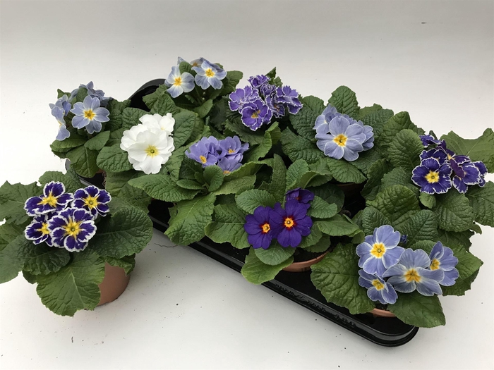 <h4>Primula ac.   ...</h4>