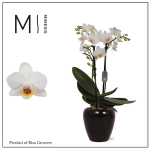 Mimesis Phal. Bern - 2 spike 7cm in Martine Black Ceramic