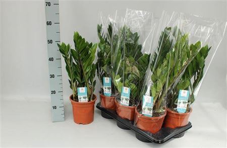 Zamioculcas Zamiifol