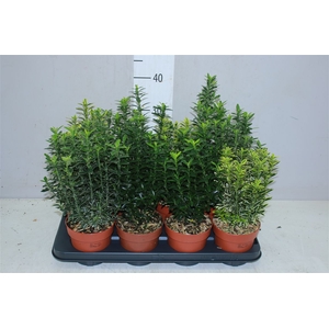 Euonymus Jap Gemengd