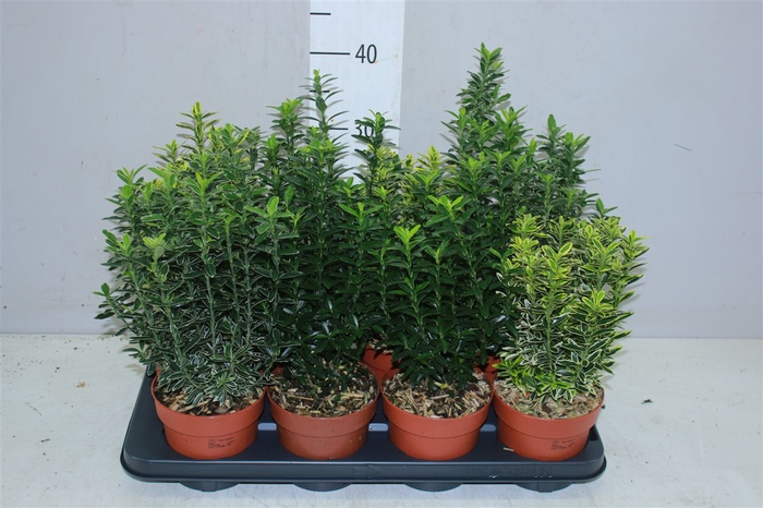 <h4>Euonymus Jap Gemengd</h4>