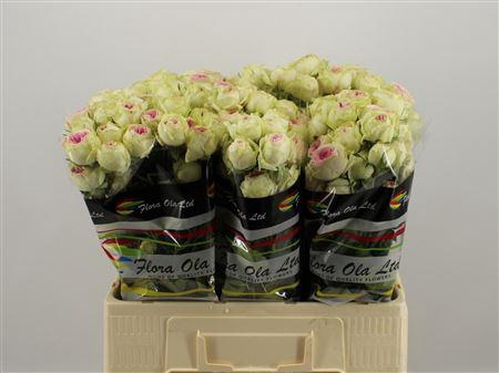 <h4>R Tr Gelato</h4>