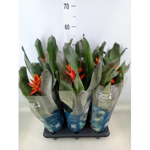 Aechmea  'Pepita Elegant Flames'