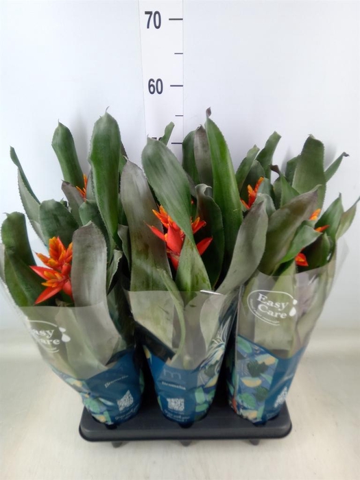 <h4>Aechmea  'Pepita Elegant Flames'</h4>