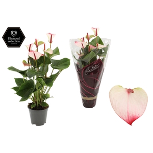 Anthurium 14 cm Amalia Elegance in Couture Diamond Line Purple sleeve