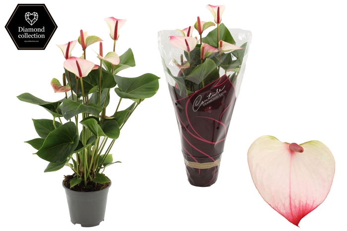 <h4>Anthurium 14 cm Amalia Elegance in Couture Diamond Line Purple sleeve</h4>