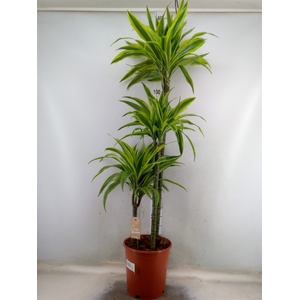 Dracaena fr de 'LemonLime'