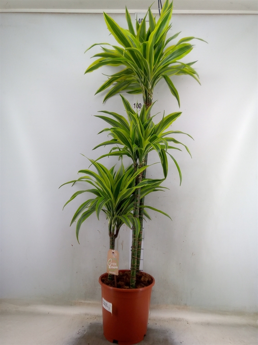 <h4>Dracaena fr de 'LemonLime'</h4>