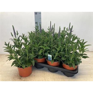 Vero Spicata