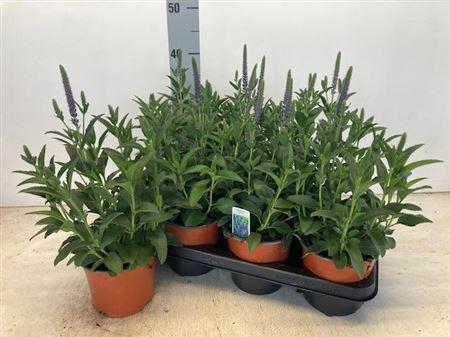 <h4>Vero Spicata</h4>