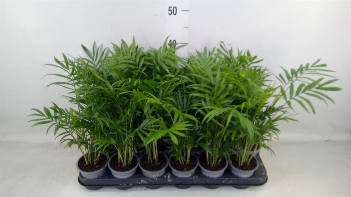 <h4>Chamaedorea elegans</h4>