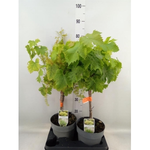 Vitis vinifera
