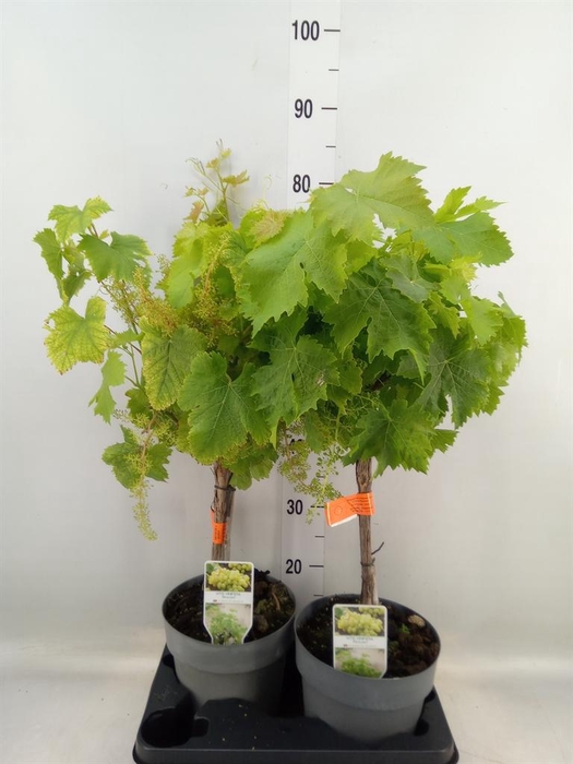 <h4>Vitis vinifera</h4>