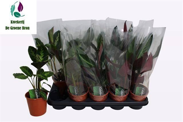 arr8 Calat Gem 2 Srt