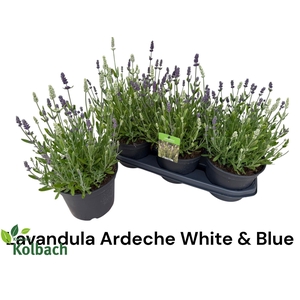 LAVAN ANGUSTIFOLIA