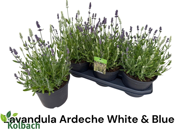 <h4>LAVAN ANGUSTIFOLIA</h4>