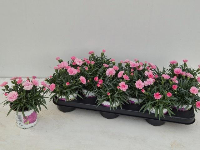 <h4>DIAN OSC PINK</h4>