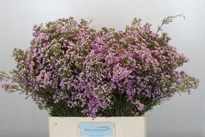 Chamelaucium Pirouette