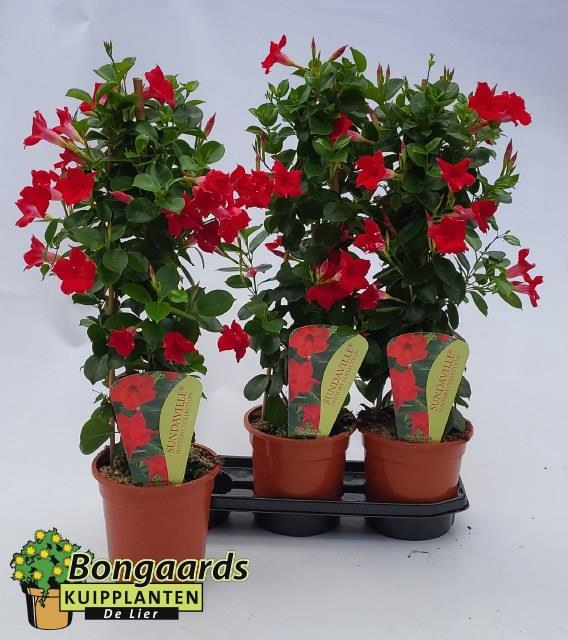 Mandevilla Sundaville Red 19Ø 75cm